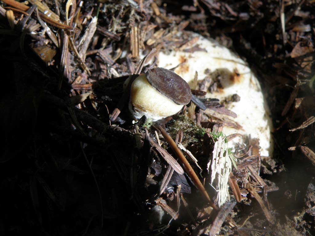 Xerocomus pruinatus ?